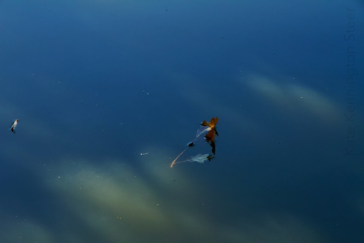 a slow revealing (bl)