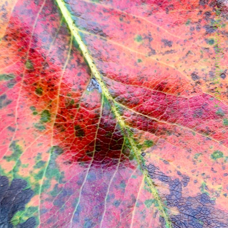 blotched beauty (bl)